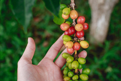 Verseuchter Kaffee? Hohe Mengen des giftigen Unkrautvernichters Glyphosat in Kaffee nachgewiesen